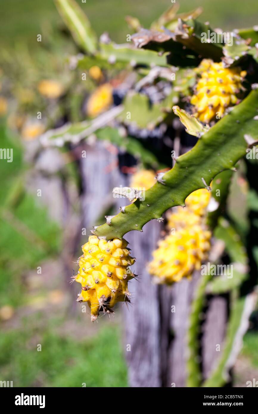 Frutti di Drago giallo (Hylocereus megalanthus). Maturazione della frutta su trellis. Giugno 2011. Murwillumbah. Nuovo Galles del Sud. Australia. Foto Stock