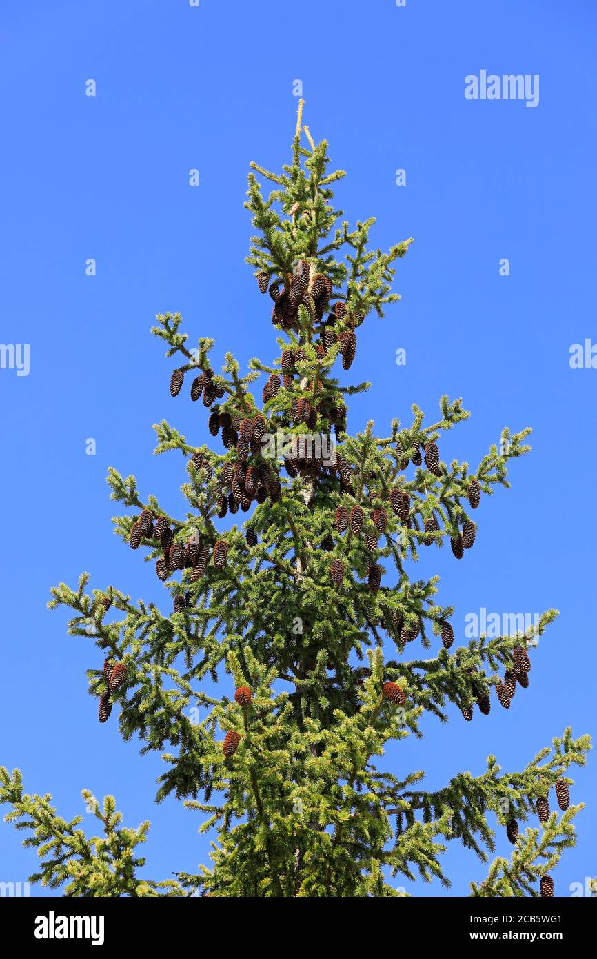 Cima di abete rosso, Picea, con un sacco di coni contro il cielo blu in tarda estate. Foto Stock