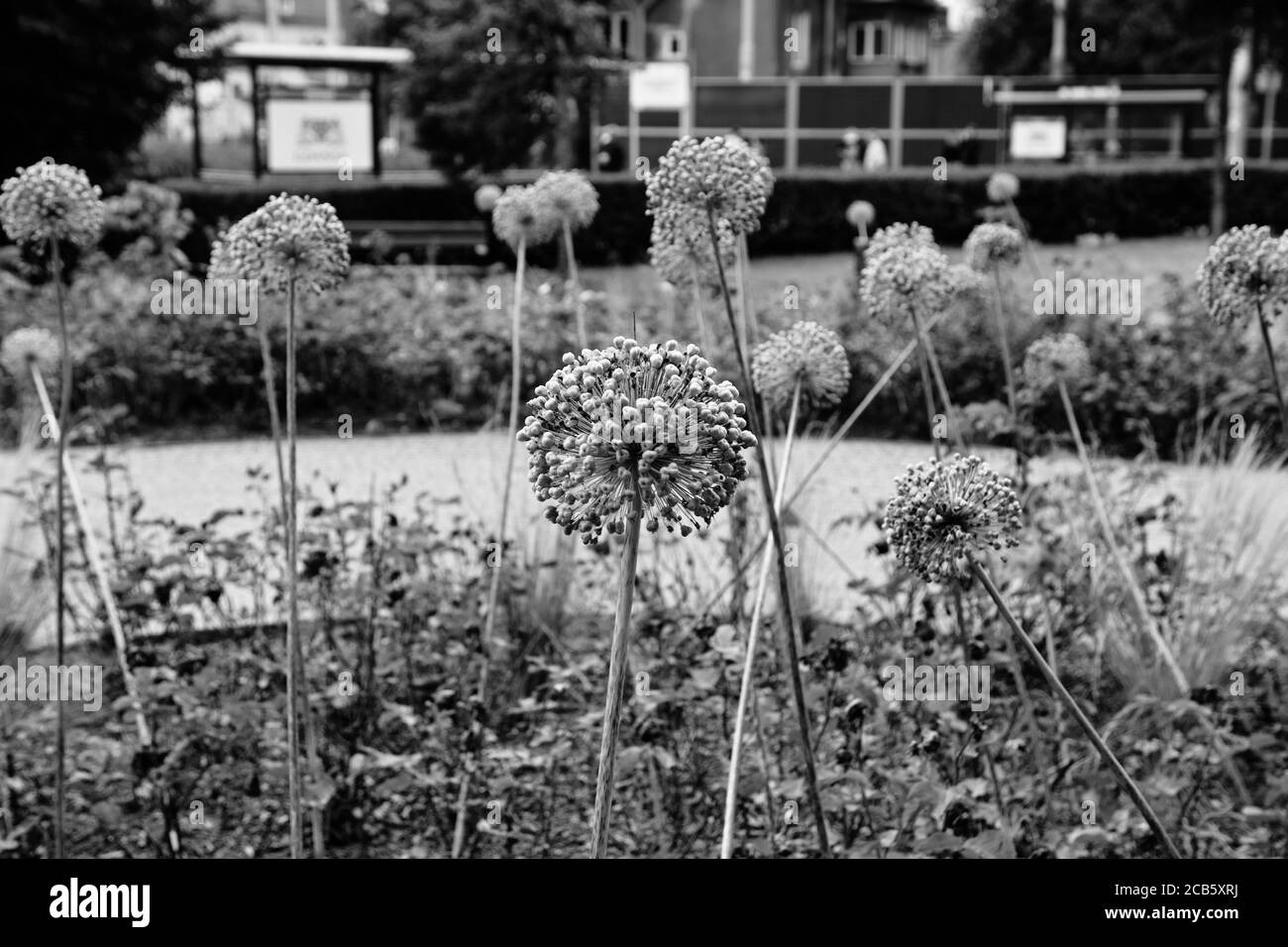 Un bellissimo parco in una zona residenziale di ​​Gdansk. Natura al servizio dei residenti. Gdansk Brzezno, Polonia. Foto Stock