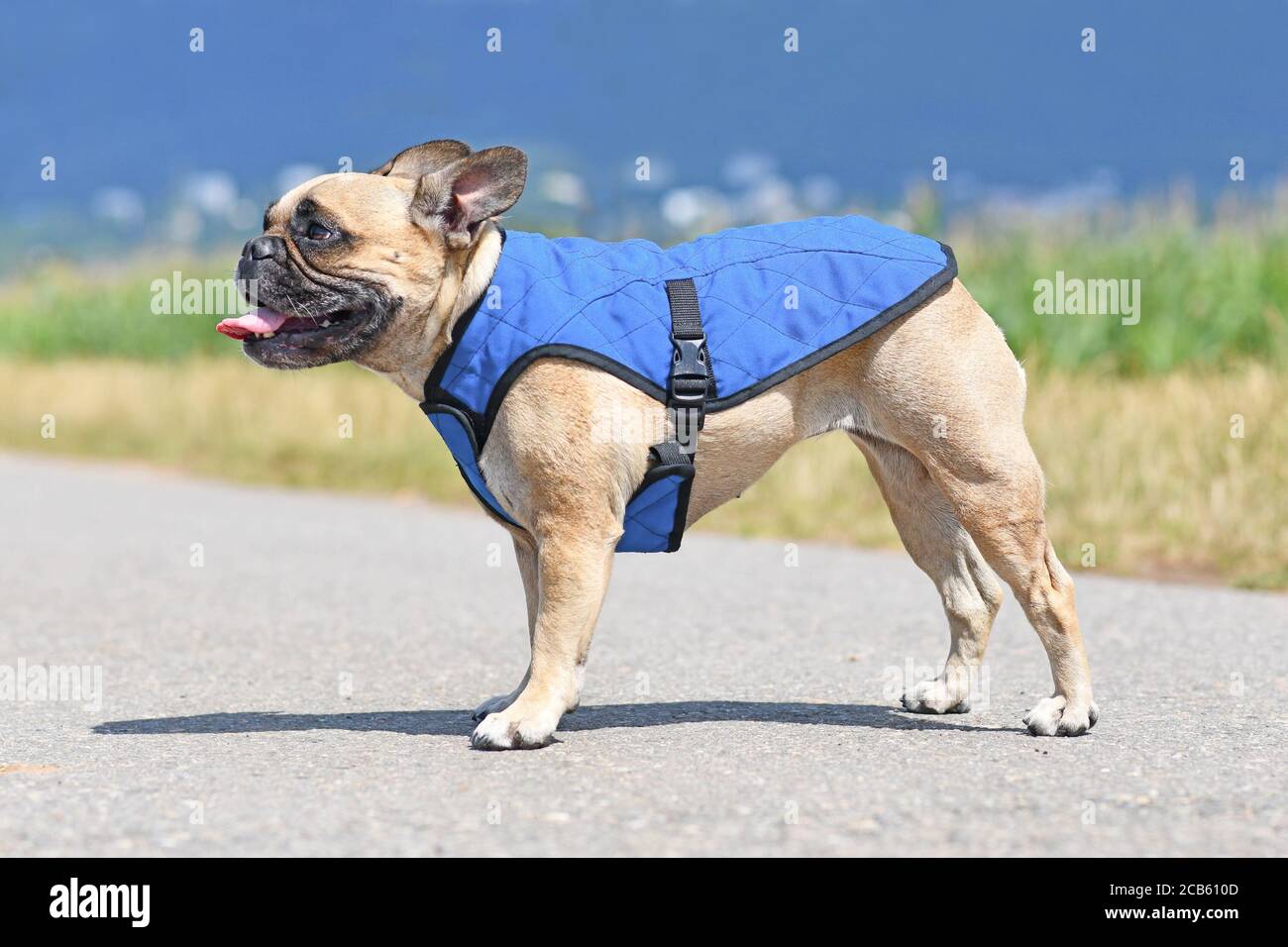 Pangendo Bulldog francese indossare gilet di raffreddamento imbracatura per abbassare temperatura corporea nelle calde giornate estive Foto Stock