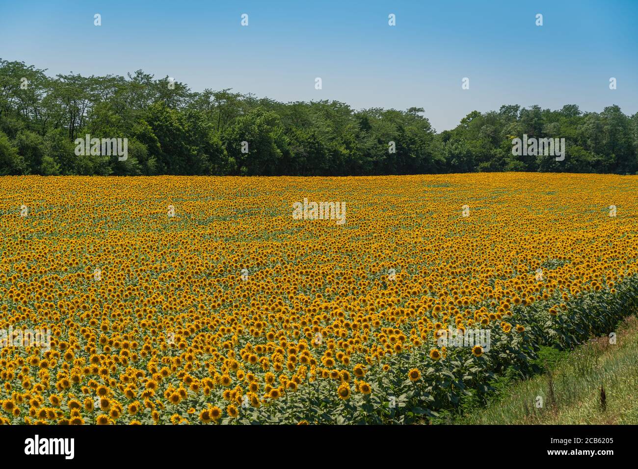 Campo di girasoli in fiore con foglie verdi in estate Foto Stock