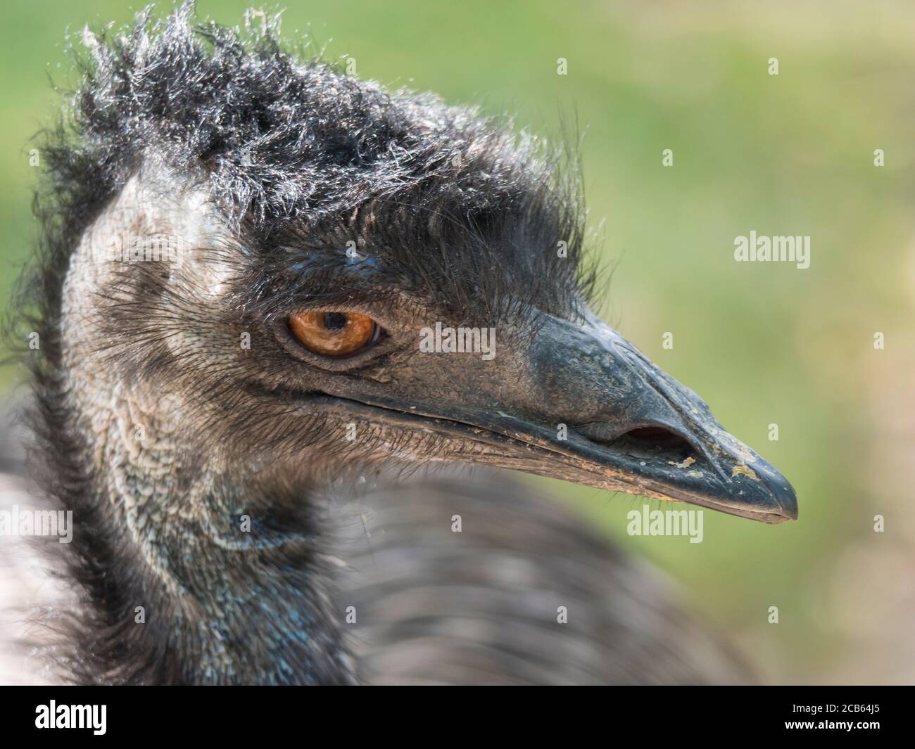 Primo piano ritratto di profilo, foto di testa dell'UEM australiana, Dromaius novaehollandiae, sfocato, naturale, bokeh sfondo, secondo uccello più grande del mondo Foto Stock