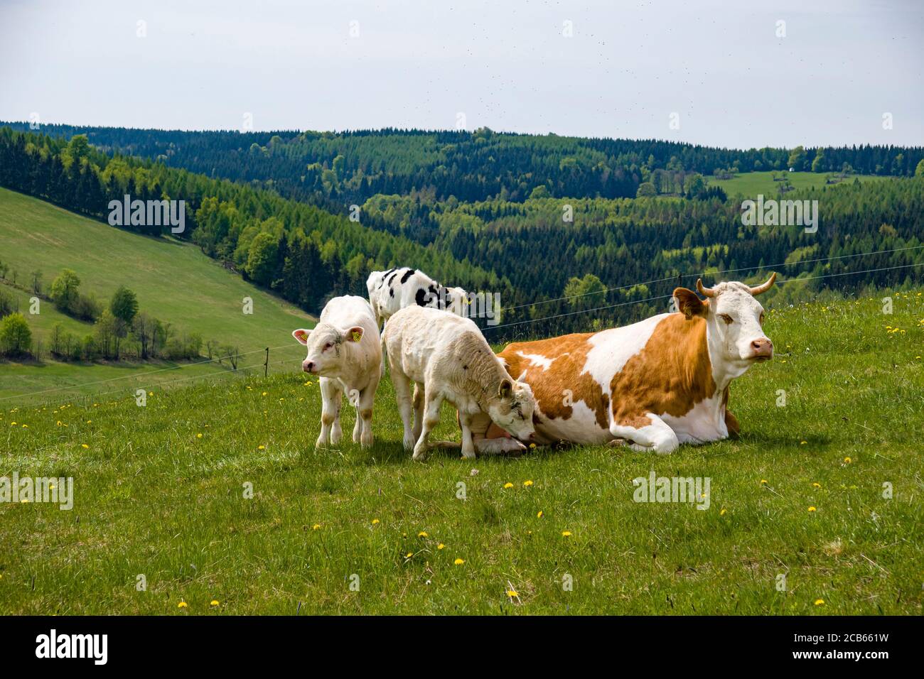 Una madre mucca e vitello si rilassano su un pascolo Foto Stock