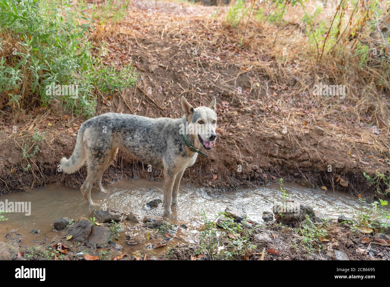 Feriale cane selvatico nel deserto Foto Stock