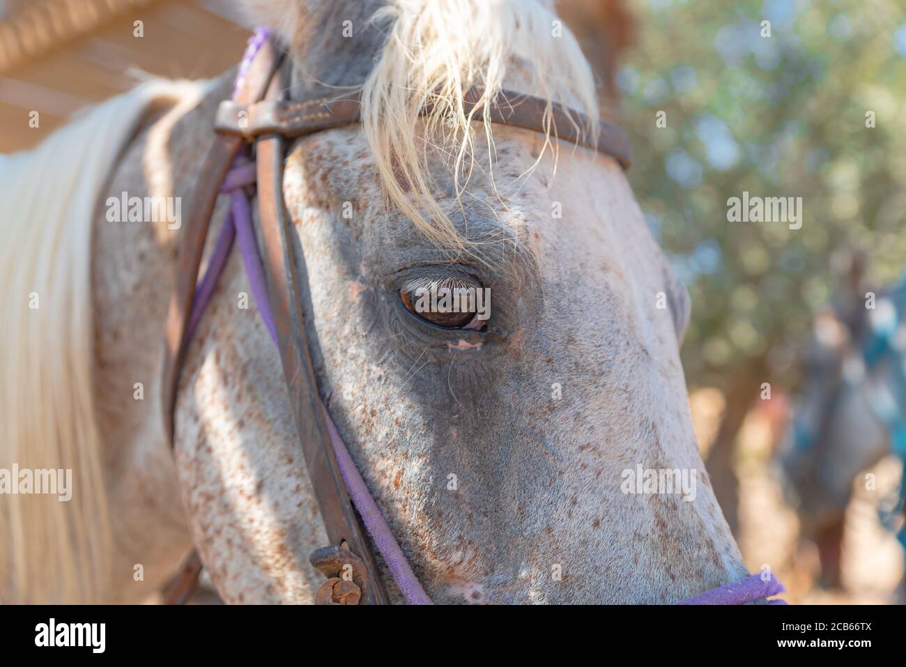 Closeup ritratto di un cavallo Foto Stock