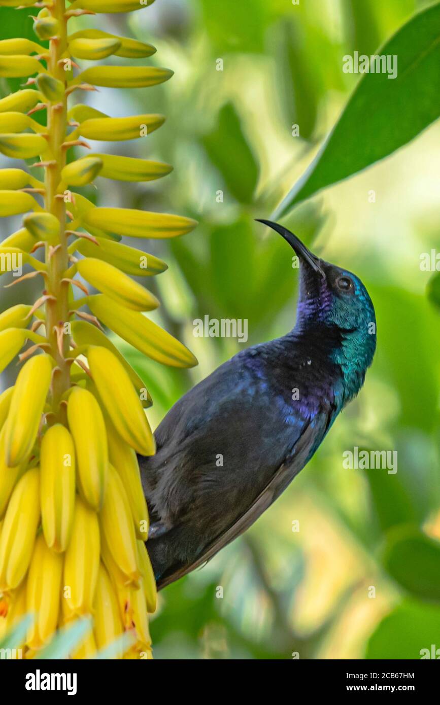 Maschio Palestine Sunbird o Northern Orange-tufted Sunbird (Cinnyris oseus) che si nutrono di nettare Foto Stock