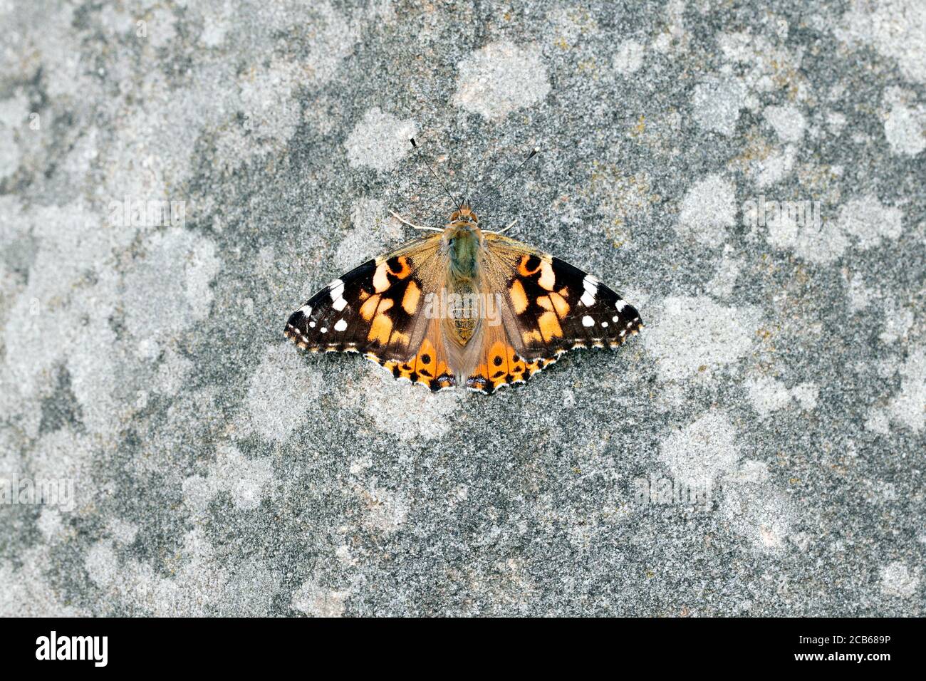 Dipinto di lady butterlfy sui fiori di lantana camara Foto Stock