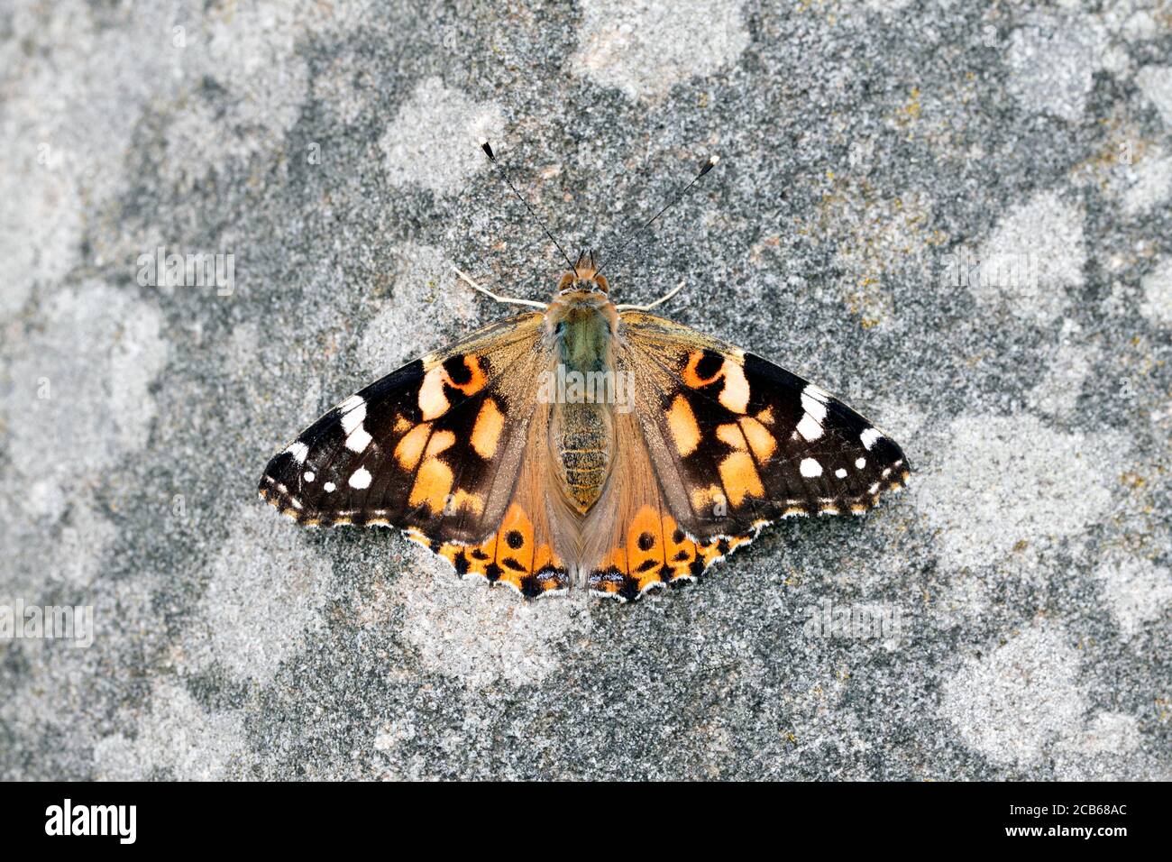 Dipinto di lady butterlfy sui fiori di lantana camara Foto Stock