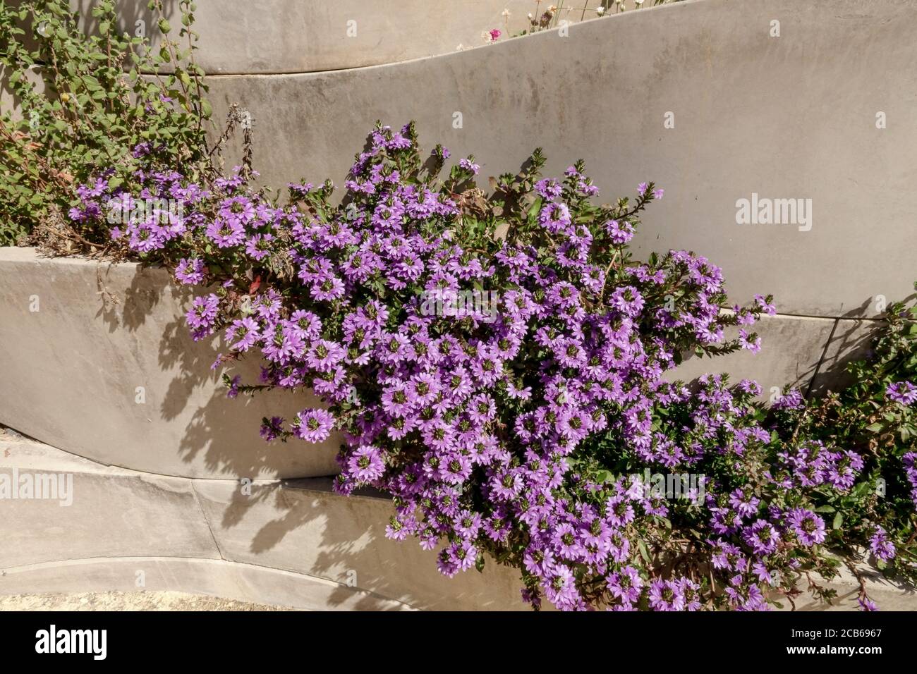 Fan Flower Scaevola aemula New Wonder in ceramica contenitore, pentola, contenitore di fiori Foto Stock