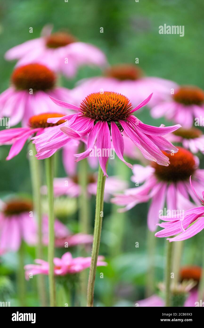 Echinacea purpurea 'Leuchtstern' Coneflower. Porpora Coneflower "Bright Star" "Starlight" "Brilliant Star".Rudbeckia "Brilliant Star", Foto Stock