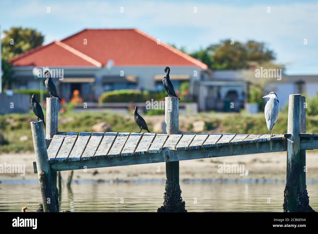 Cormorani e Grey Heron riposano su molo di legno, Velddddrif, Capo Occidentale Foto Stock