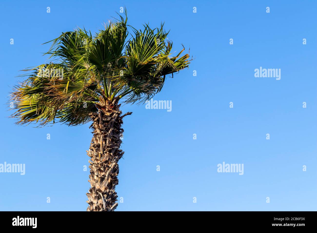 Una palma in una giornata ventosa con cielo blu. Foto Stock