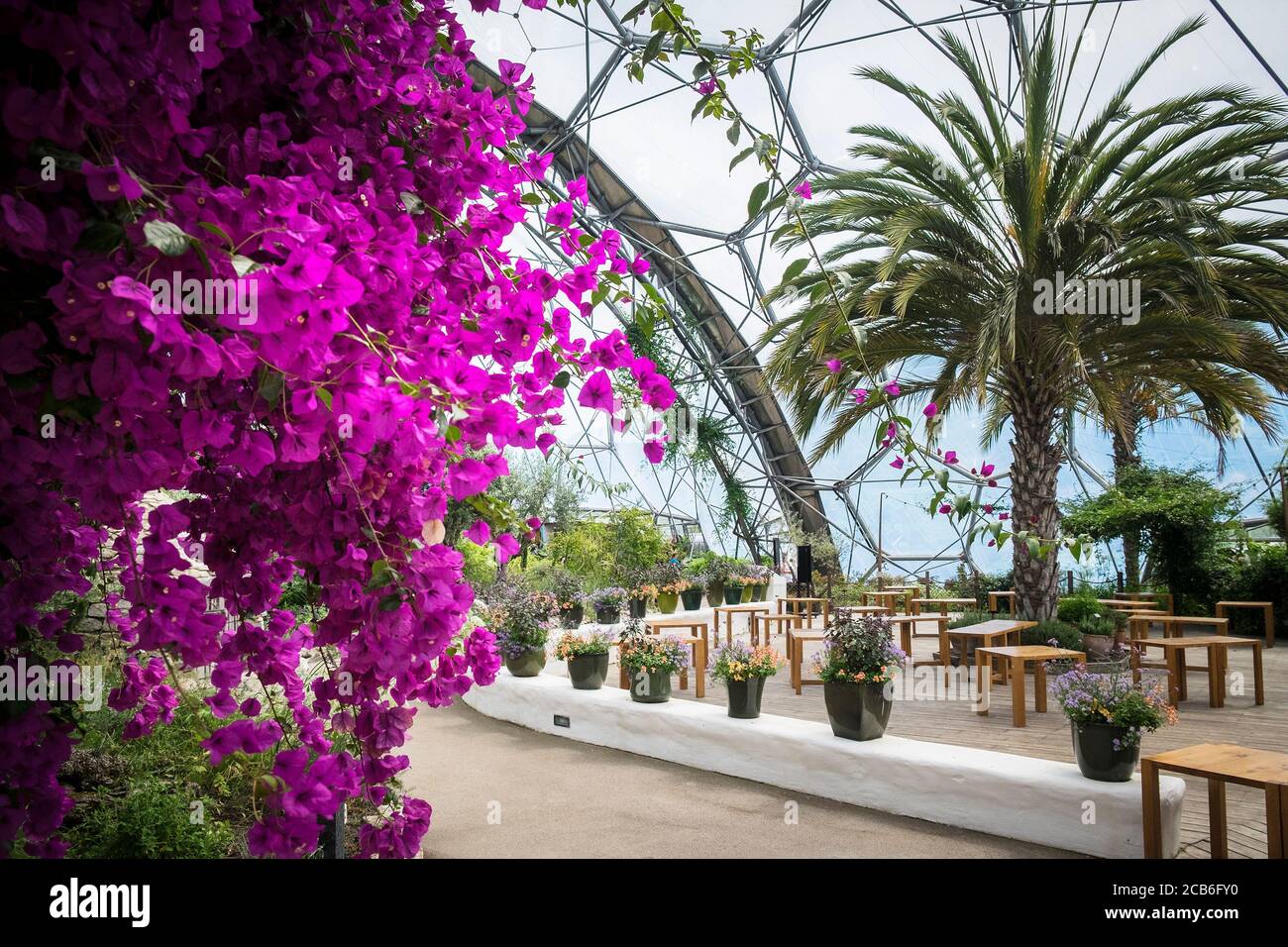 Bougainvillea che cresce all'interno del Biome Mediterraneo al complesso di progetto Eden in Cornovaglia. Foto Stock