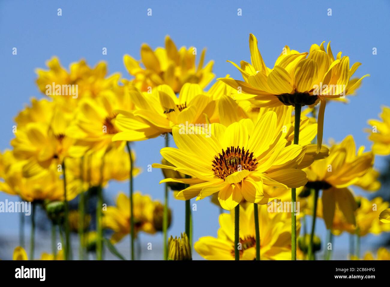 Heliopsis 'Sommersonne', Falso girasole Foto Stock