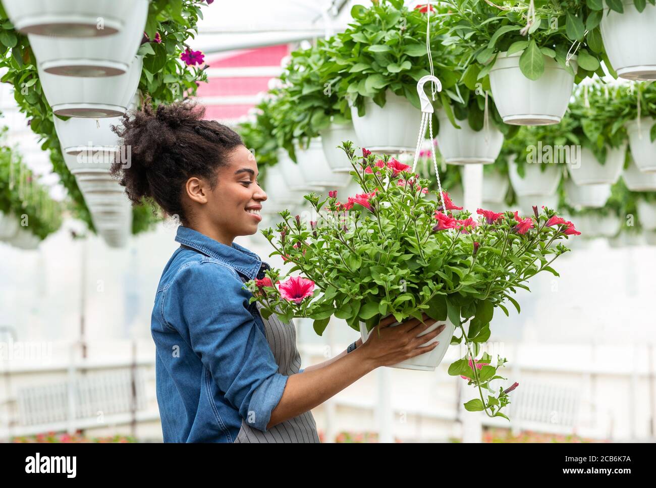 Fiori coltivati in serra e lavoro di giardiniere. Ragazza che guarda i fiori in vaso appesi al soffitto Foto Stock