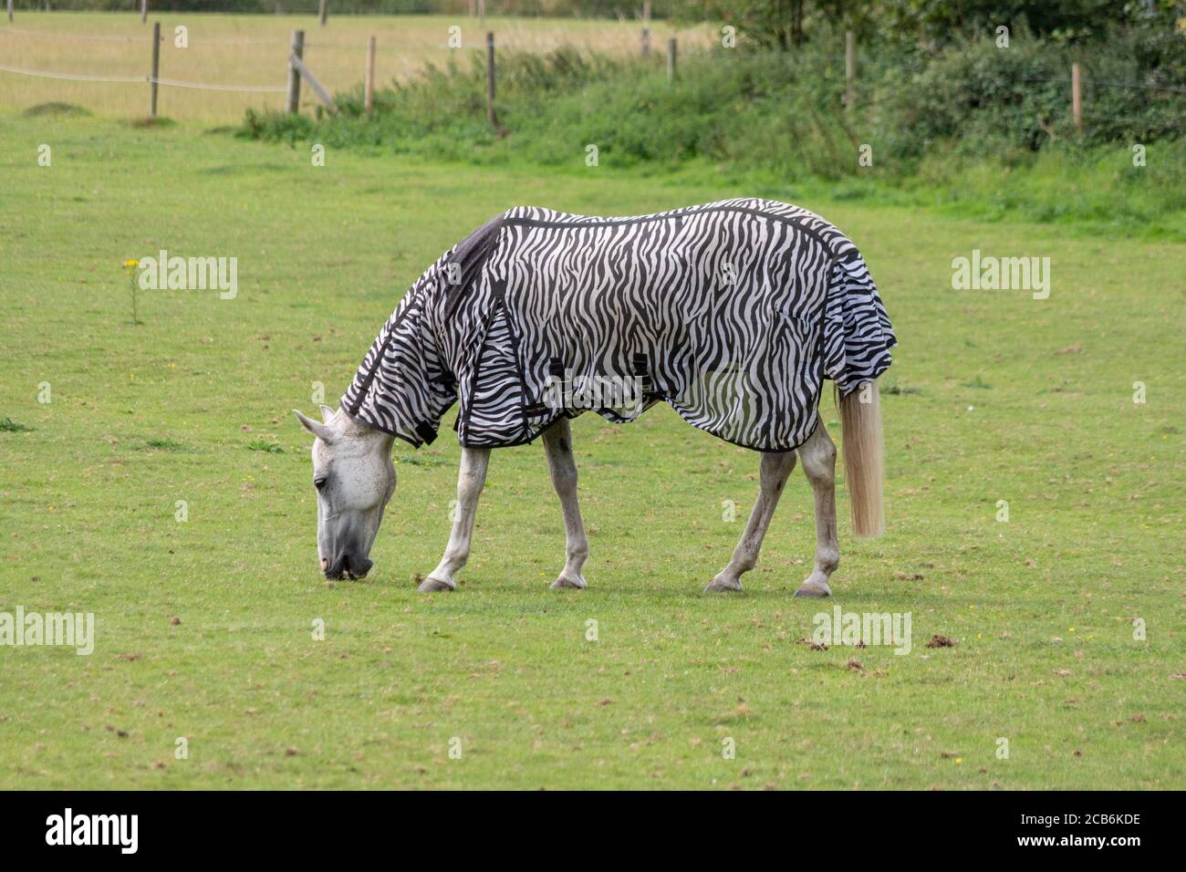 Cavallo bianco, indossa un cappotto con stampa zebra, pascolando in un campo, Northampton, Regno Unito Foto Stock