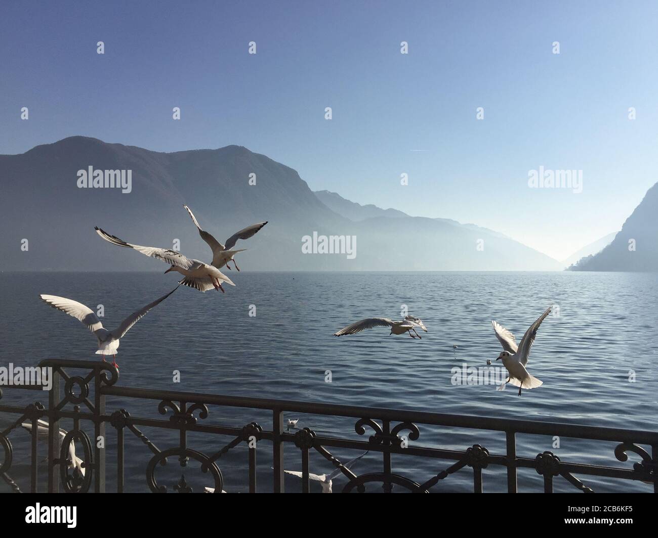 Gabbiani che volano di fronte al lago di Lugano nella stagione invernale Foto Stock