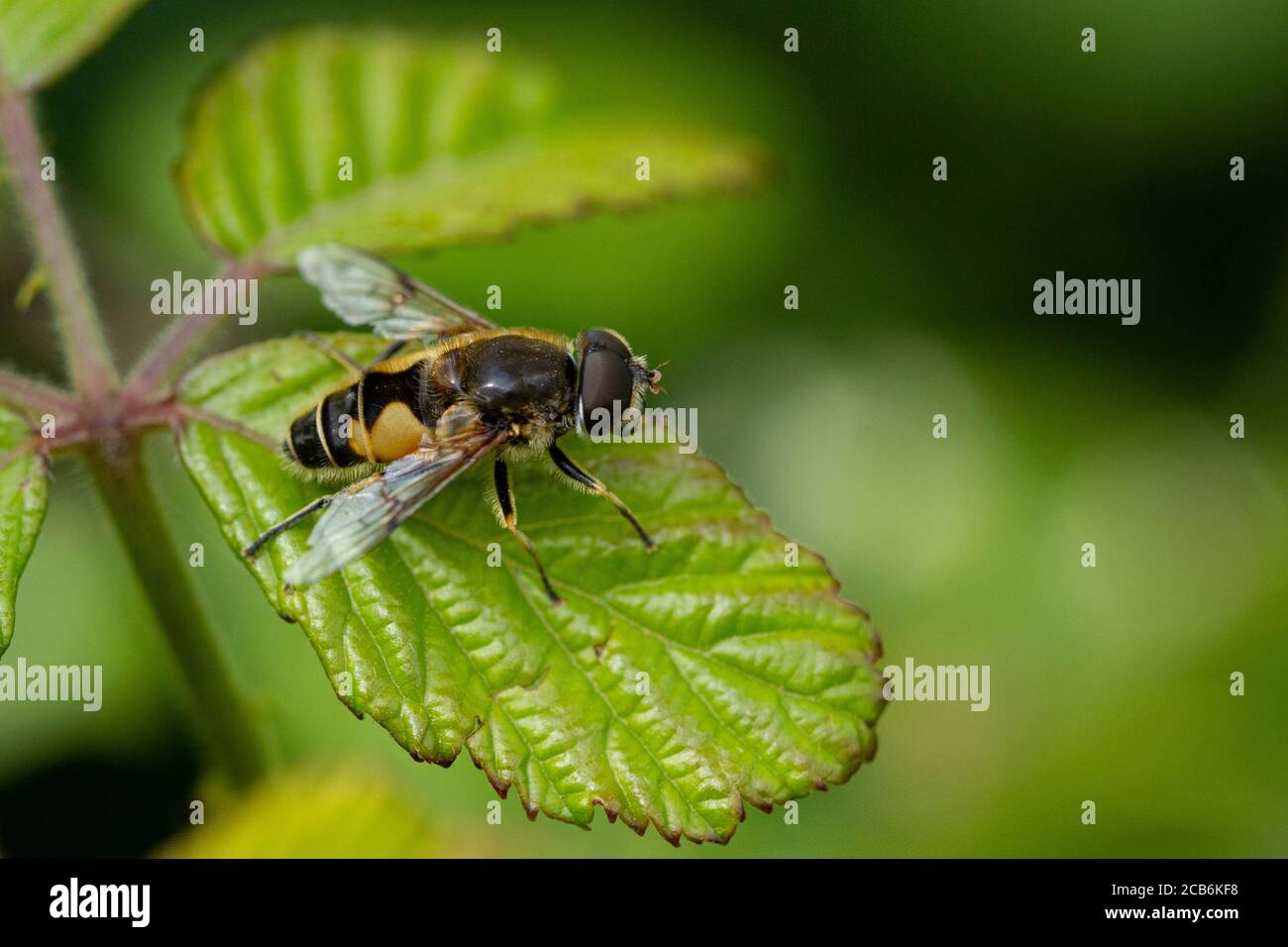 Hoverfly, Eristalis horticola su una foglia di bramble Foto Stock