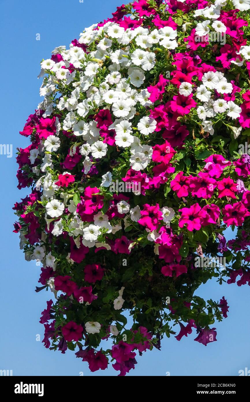 Piante pendenti petunia Foto Stock
