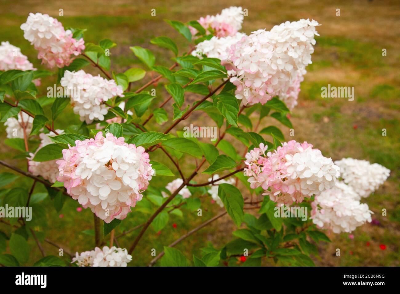 Hydrangea Paniculata 'Vanille Fraise' (i fiori a forma di cono bianco cremoso si sbiadiscono a rosa scuro in estate) Foto Stock