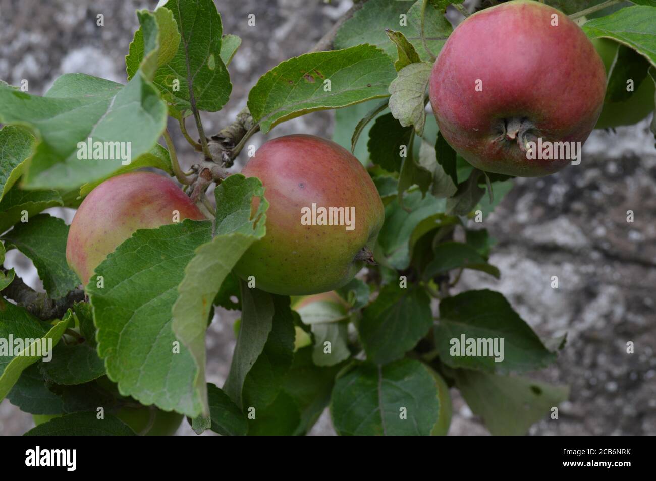 'Arenaria rossa' intemperie Foto Stock