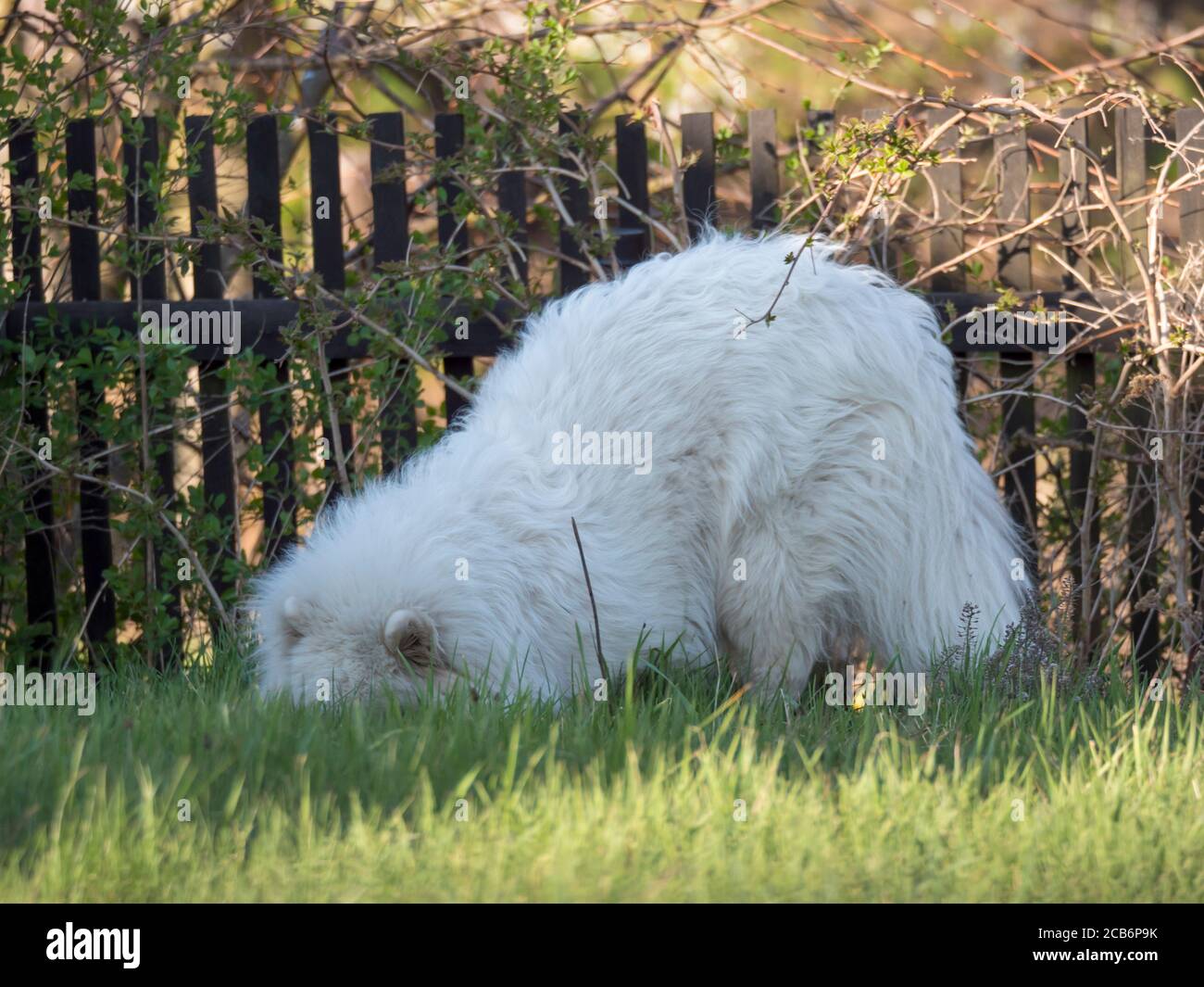 Giovane cane Samoiato con soffice cappotto bianco scavando e sniffing al giardino verde erba. Carino cane felice russo Bjelkier è una razza di grandi cani da pastore. Foto Stock