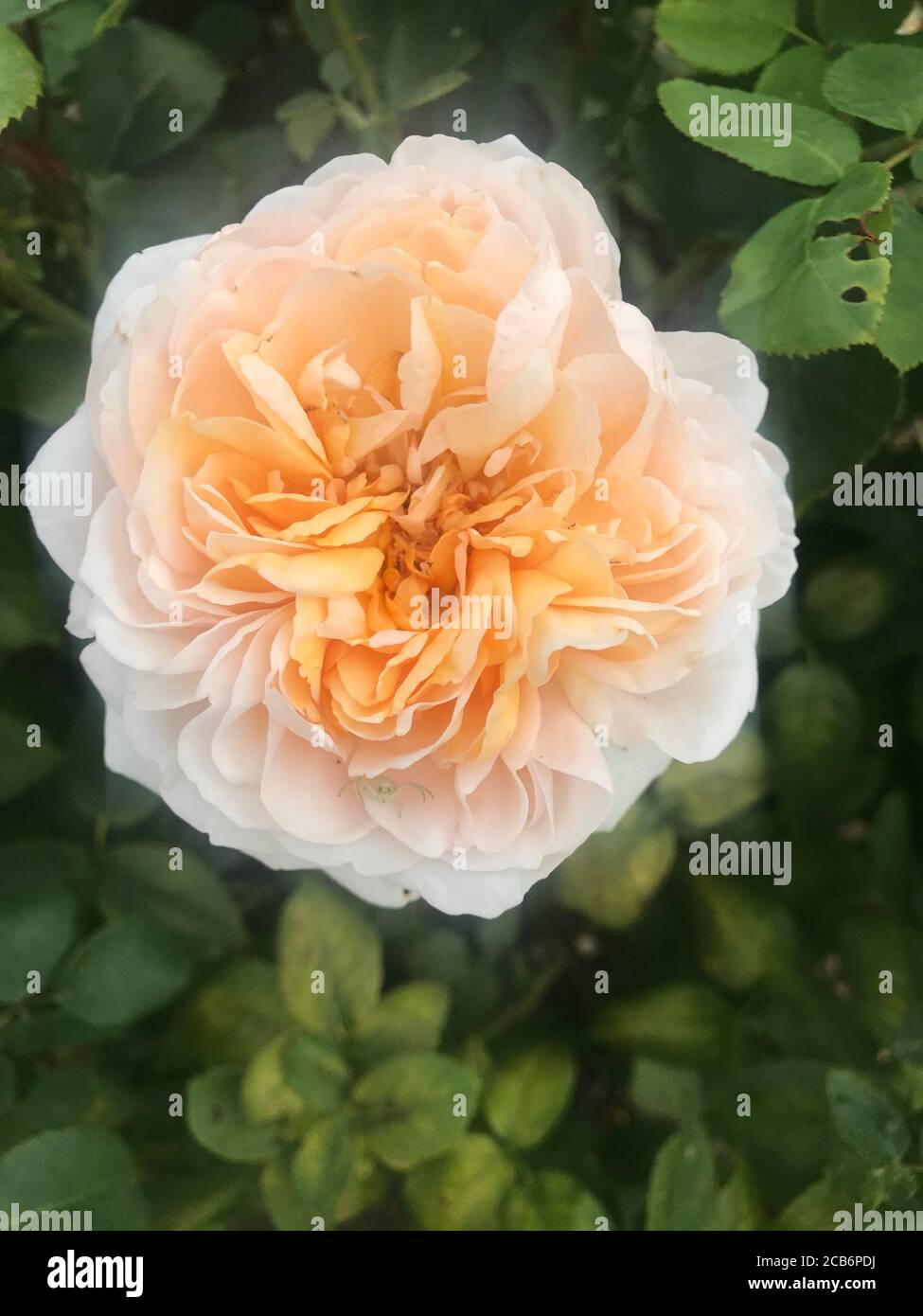 Primo piano di una Damask Rose Foto Stock