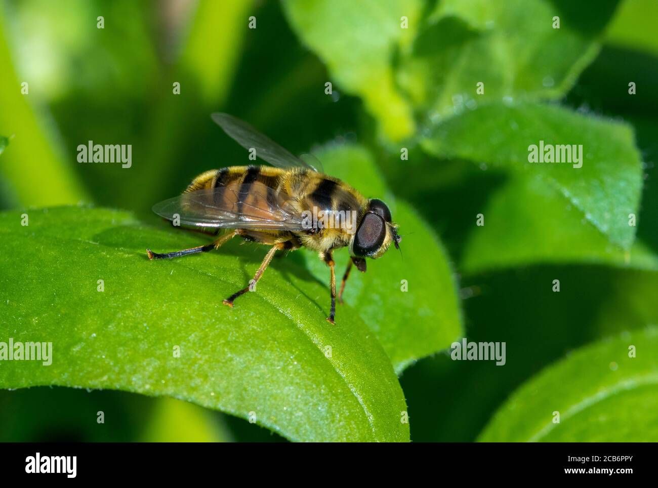Myathropa florea hoverfly Foto Stock