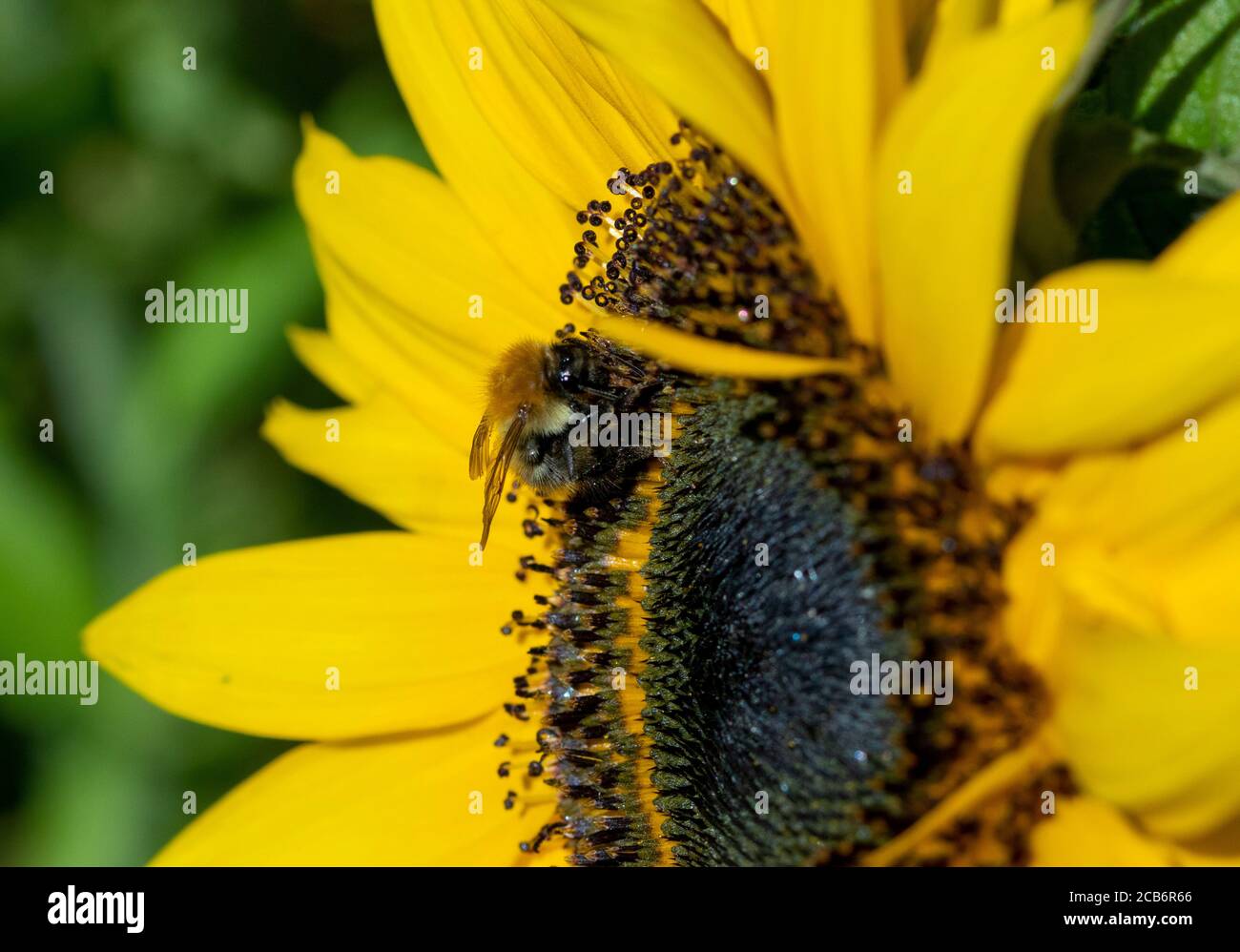 Ape comune di carder su girasole Foto Stock