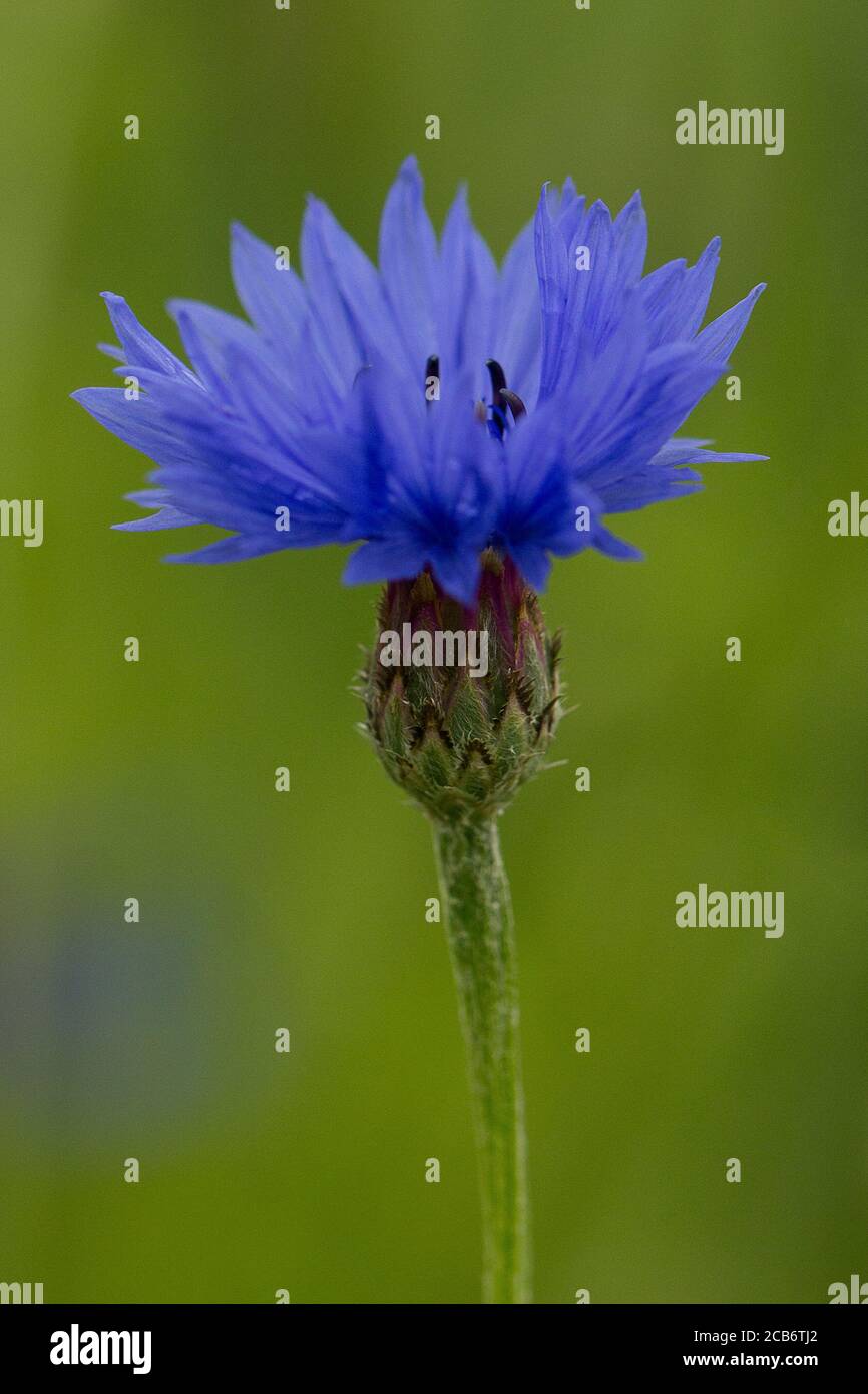 Cornflower selvaggio, Centaurea cyanus Foto Stock