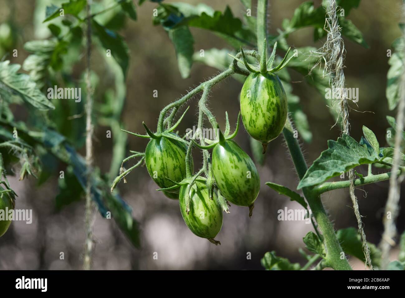 Pomodori verdi in giardino, cibo biologico sano Foto Stock