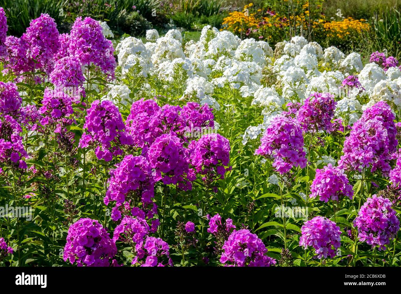 Bianco Phlox paniculata perenne giardino fiori fioritura Purple bianco giardino Foto Stock