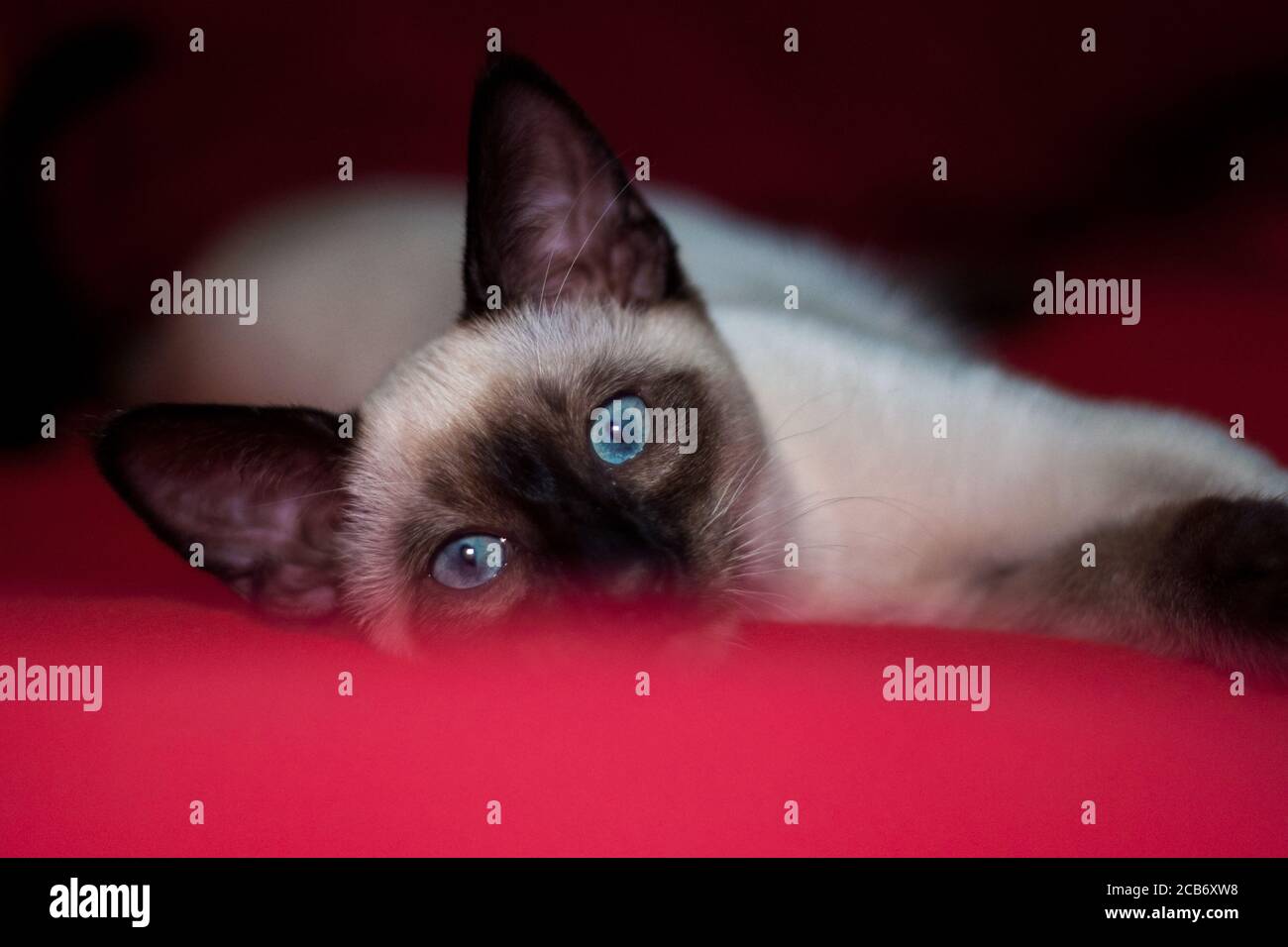 bellissimo gatto siamese che si stende su una coperta rossa Foto Stock