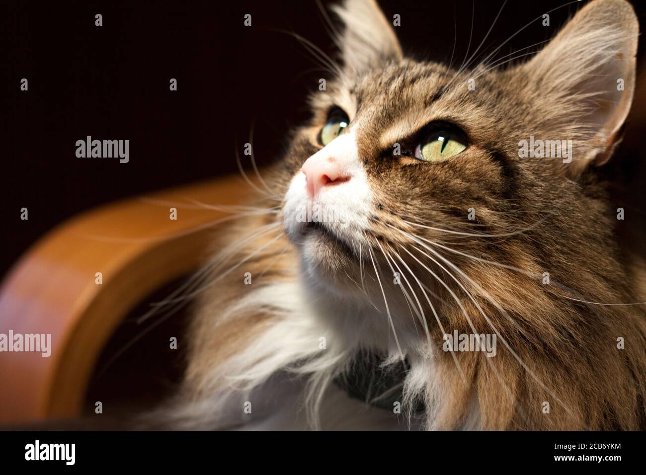 belle fores norvegesi gatto al coperto. Foto Stock