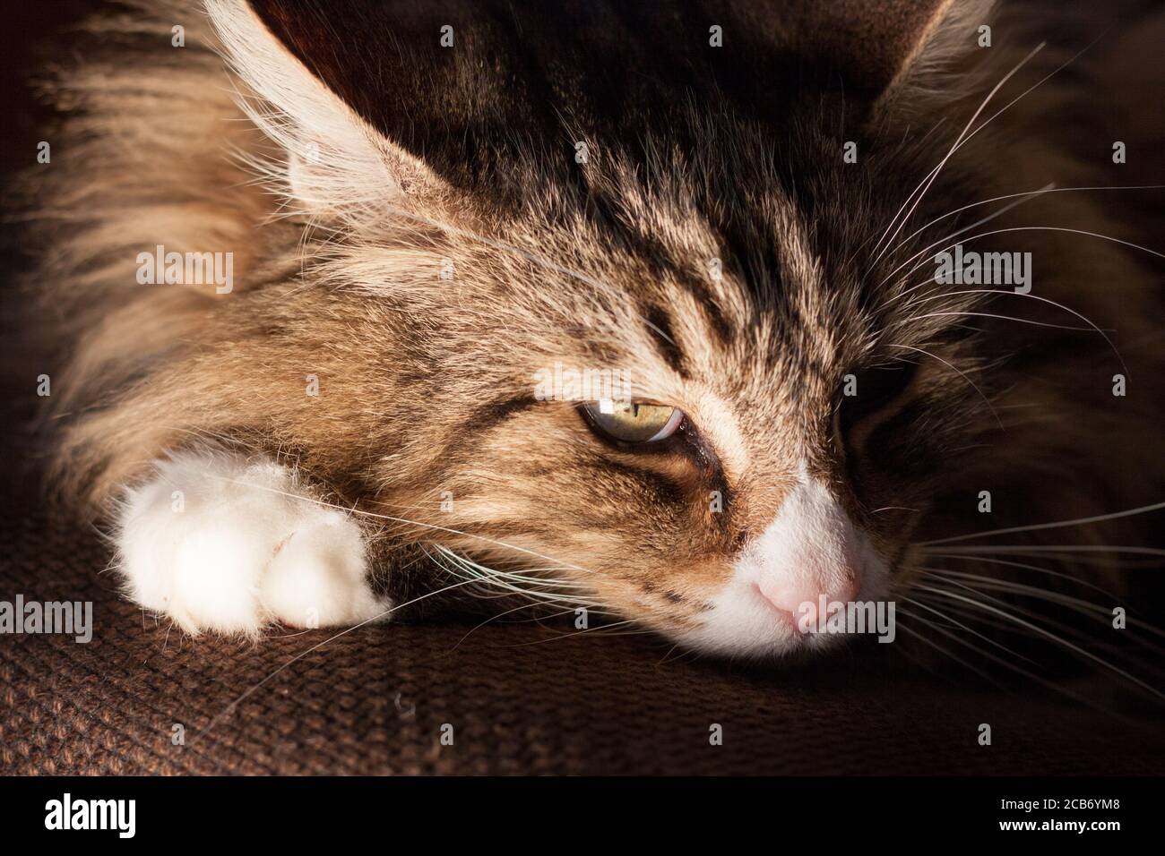 belle fores norvegesi gatto al coperto. Foto Stock