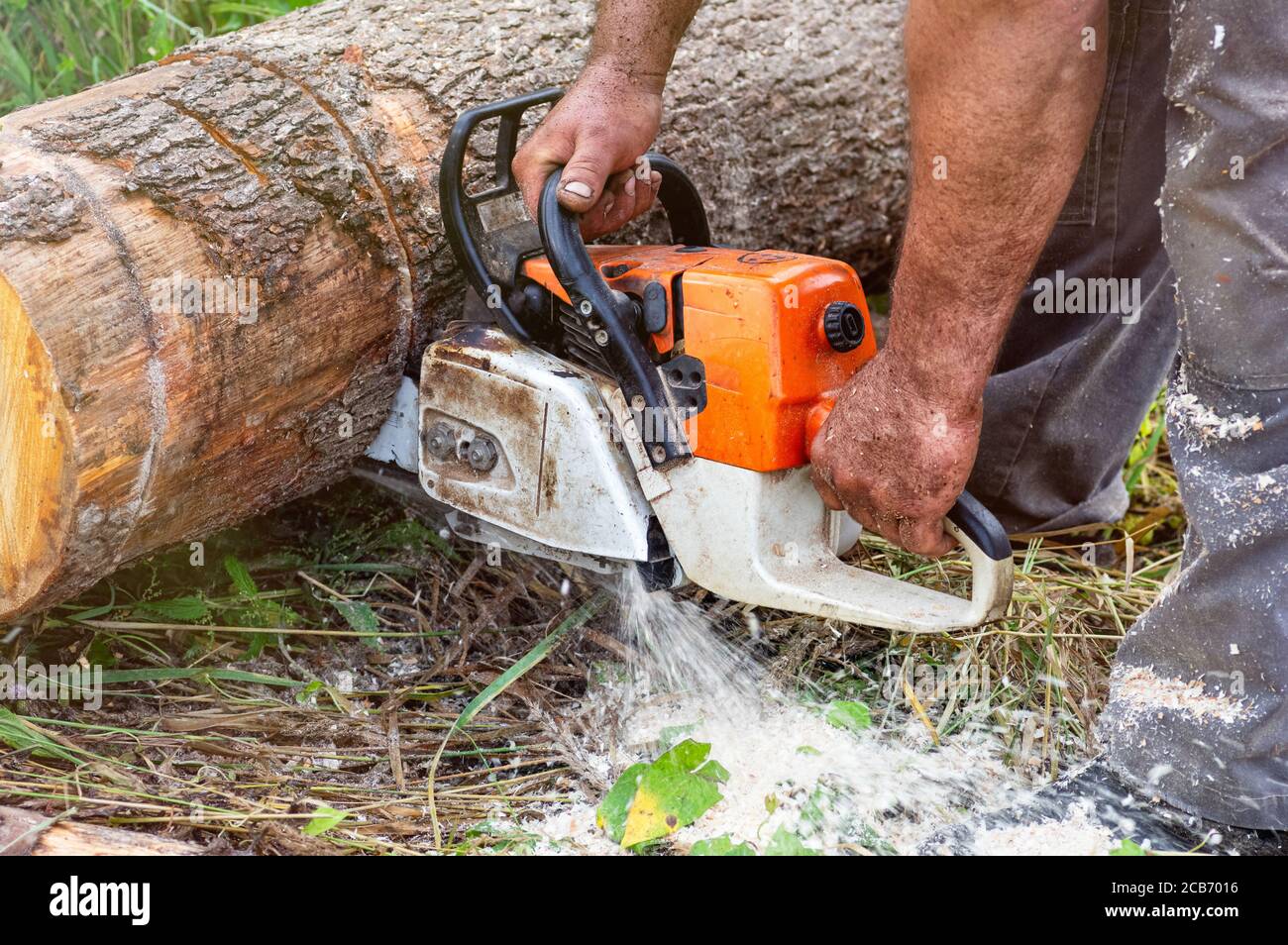 Immagini Stock - Taglialegna È Il Taglio Qualche Legno Utilizzando Una  Motosega.. Image 10027383