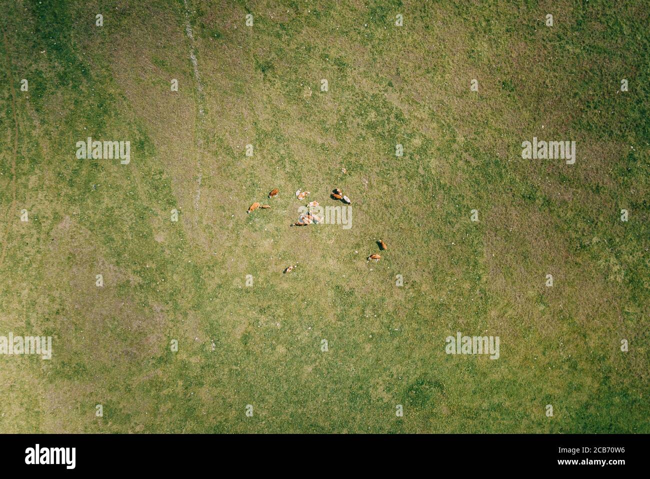 Vista aerea delle mucche nel campo Foto Stock