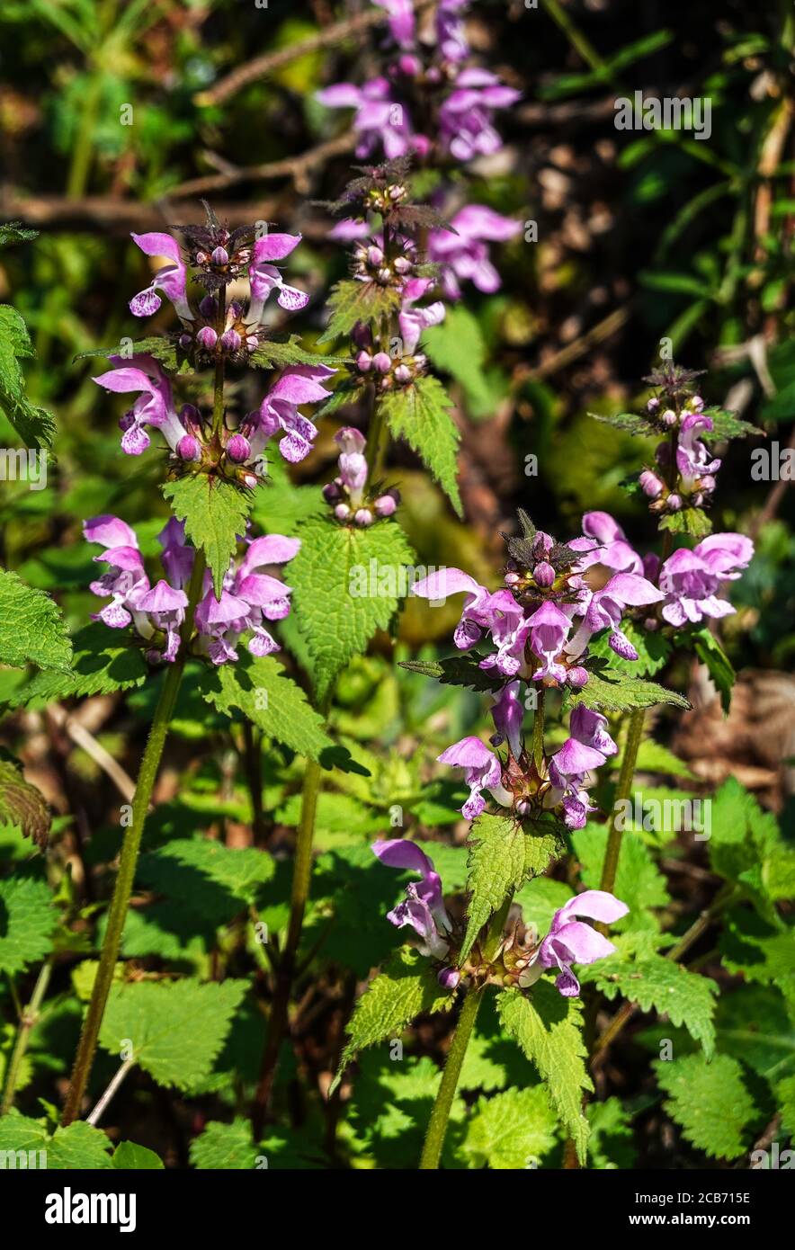 Red Dead-Nettle 'Lamium putpureum' in fiore. Foto Stock