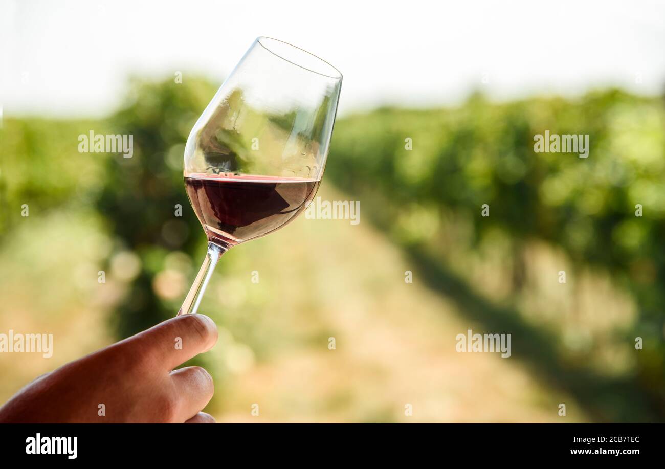 Uomo mano che tiene un bicchiere di vino rosso in campo vigna. Degustazione di vini in un tour all'aperto del ristorante. Produzione d'uva e concetto di vinificazione. Foto Stock