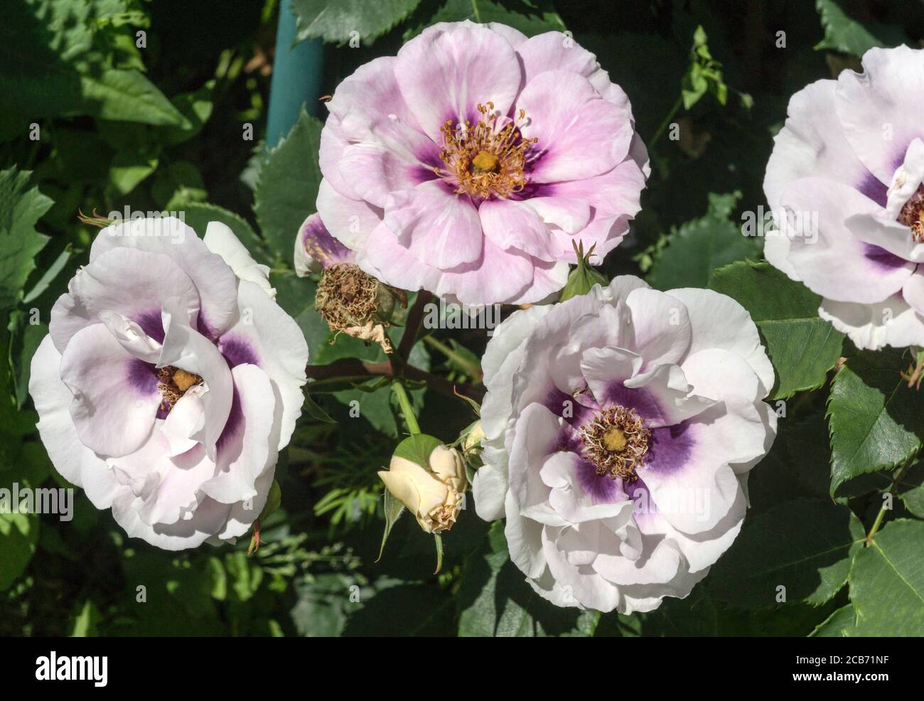 Rosa.Rose.var occhi blu è una rosa Floribunda con un colore più insolito. Foto Stock