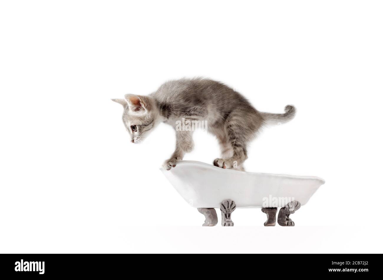 piccolo gattino grigio in bagno d'epoca isolato su sfondo bianco scatto in studio Foto Stock