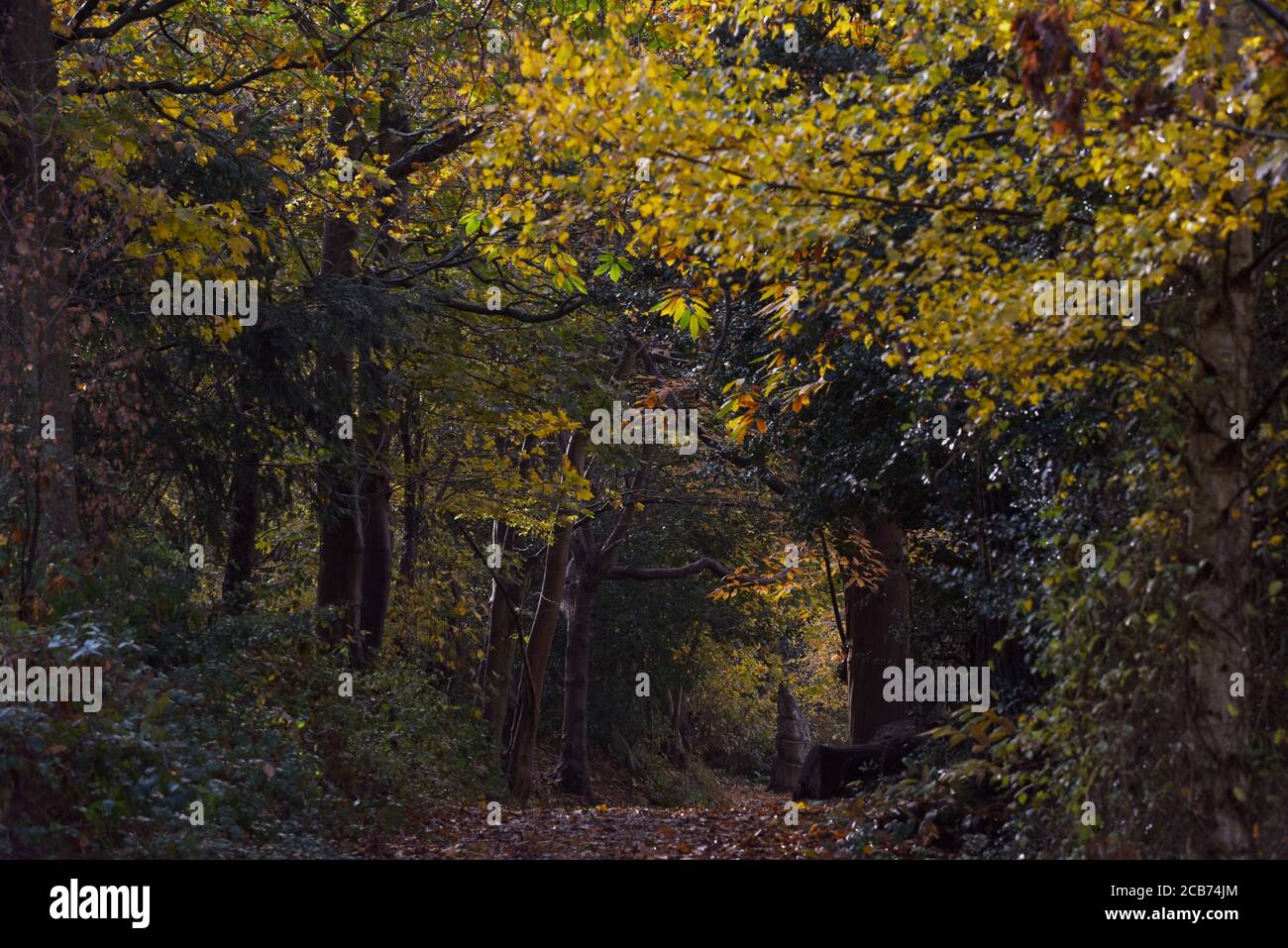 L'autunno lascia prendere il sole in questa foto scattata In una piacevole mattinata di novembre vicino a Cliveden Foto Stock