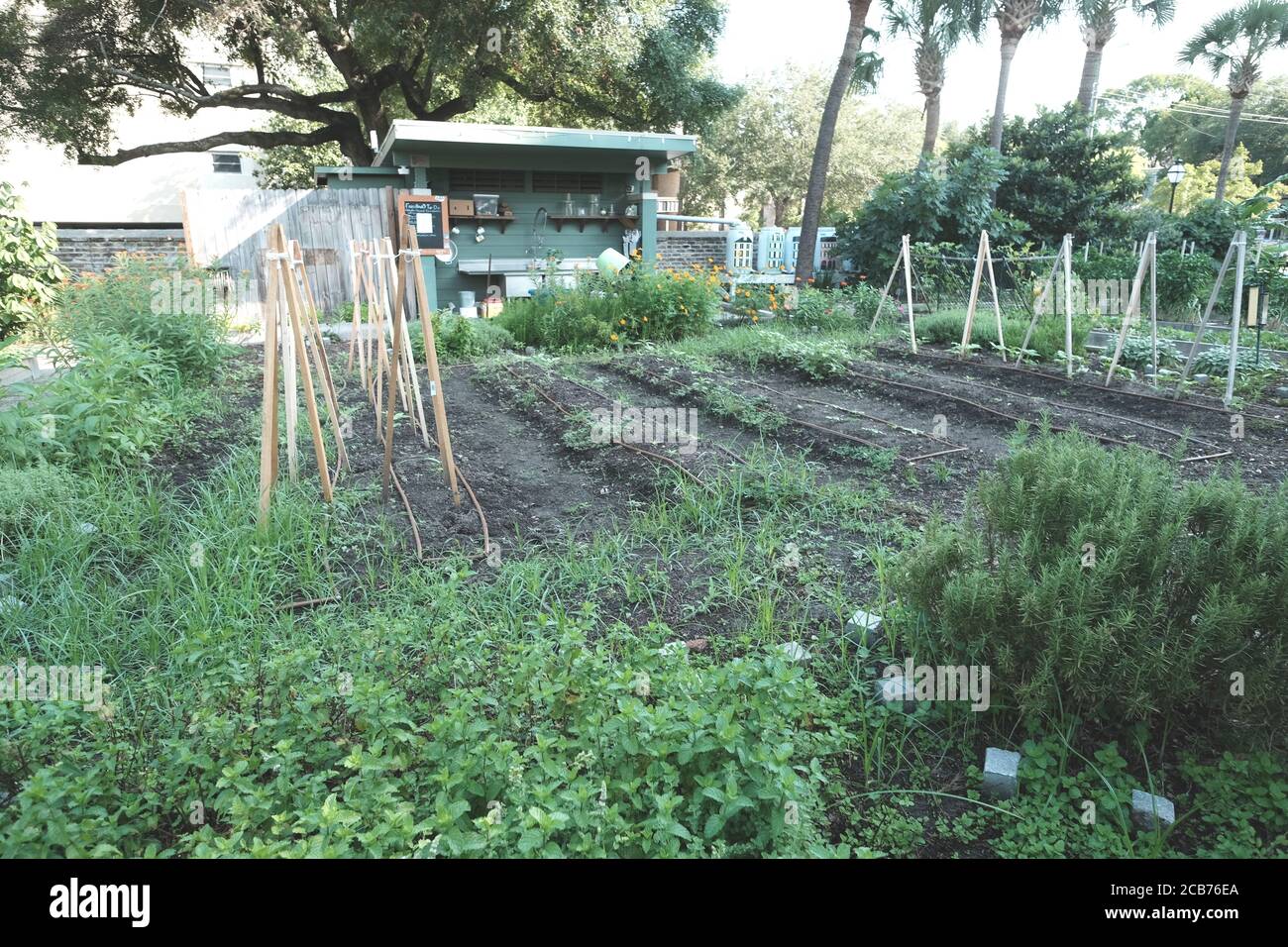 Giardino urbano con i lotti di cura amorevole dai volontari che producono il granturco, le barbabietole, i broccoli, i peperoni, le banane, i fiori e i mints, i broccoli e i fagioli Foto Stock