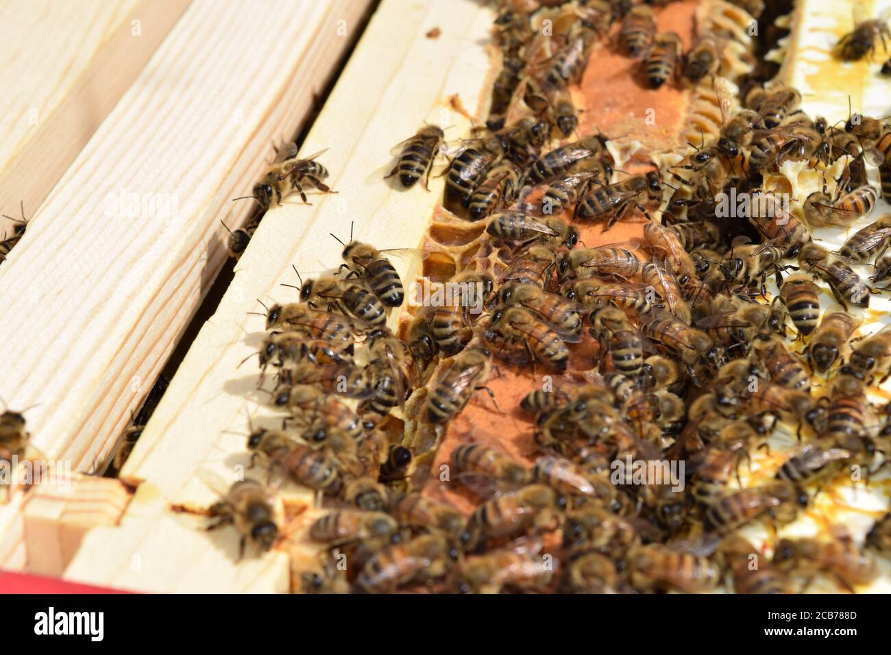 Il miele api in alveare Foto Stock