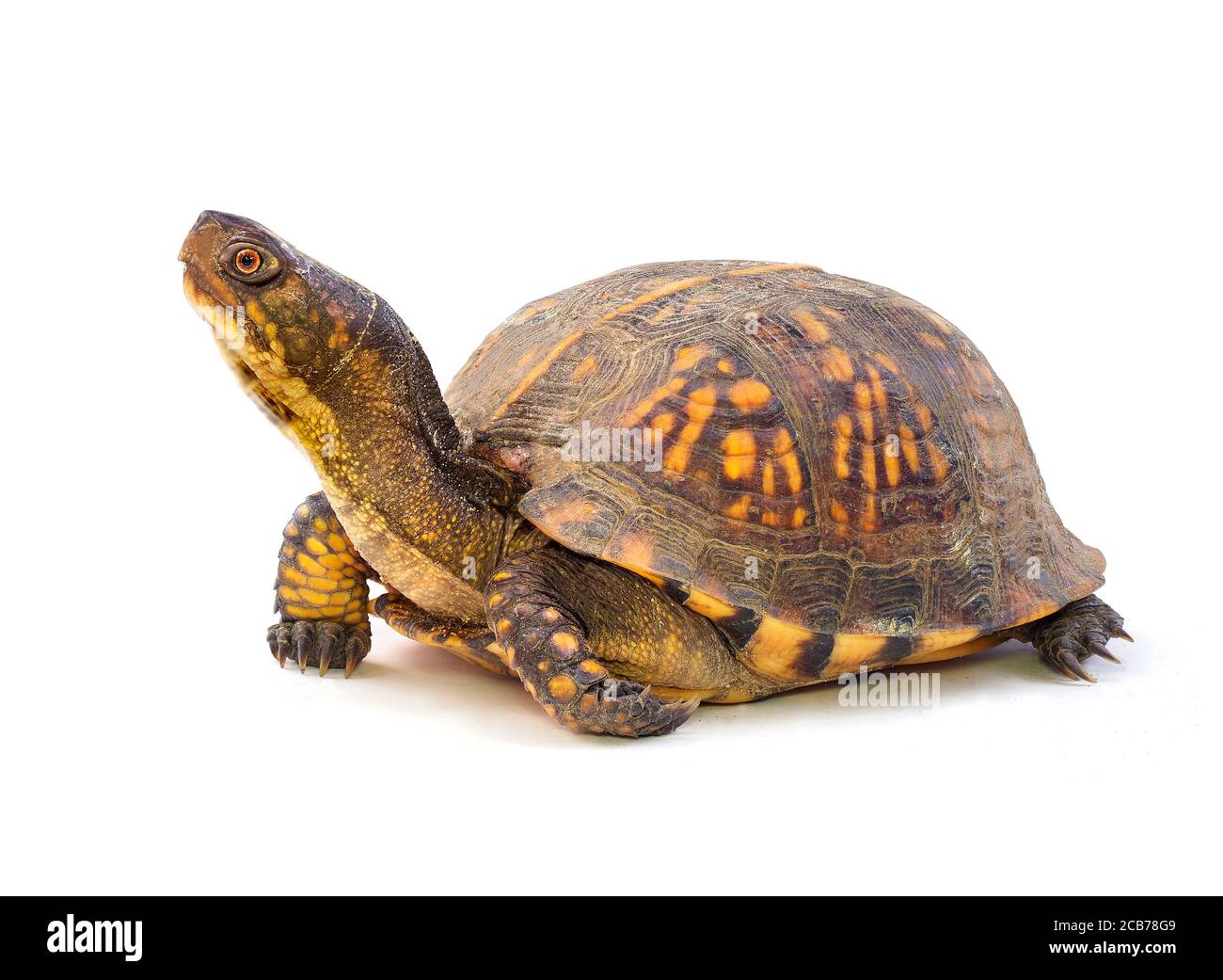 Primo piano Focus impilato Vista laterale di una tartaruga orientale matura con la testa estesa, su bianco Foto Stock