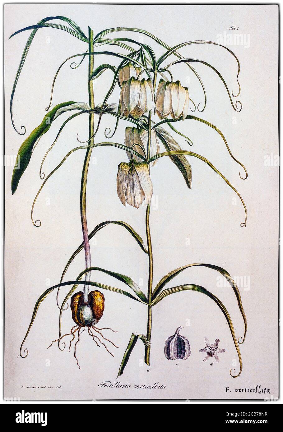 Fritillaria verticillata, dipinto da Pierre-Joseph Redouté (1759-1840), pittore e botanico belga. Pianta fiorente della famiglia Liliaceae, è originaria dell'Estremo Oriente e ampiamente coltivata come pianta ornamentale. Foto Stock