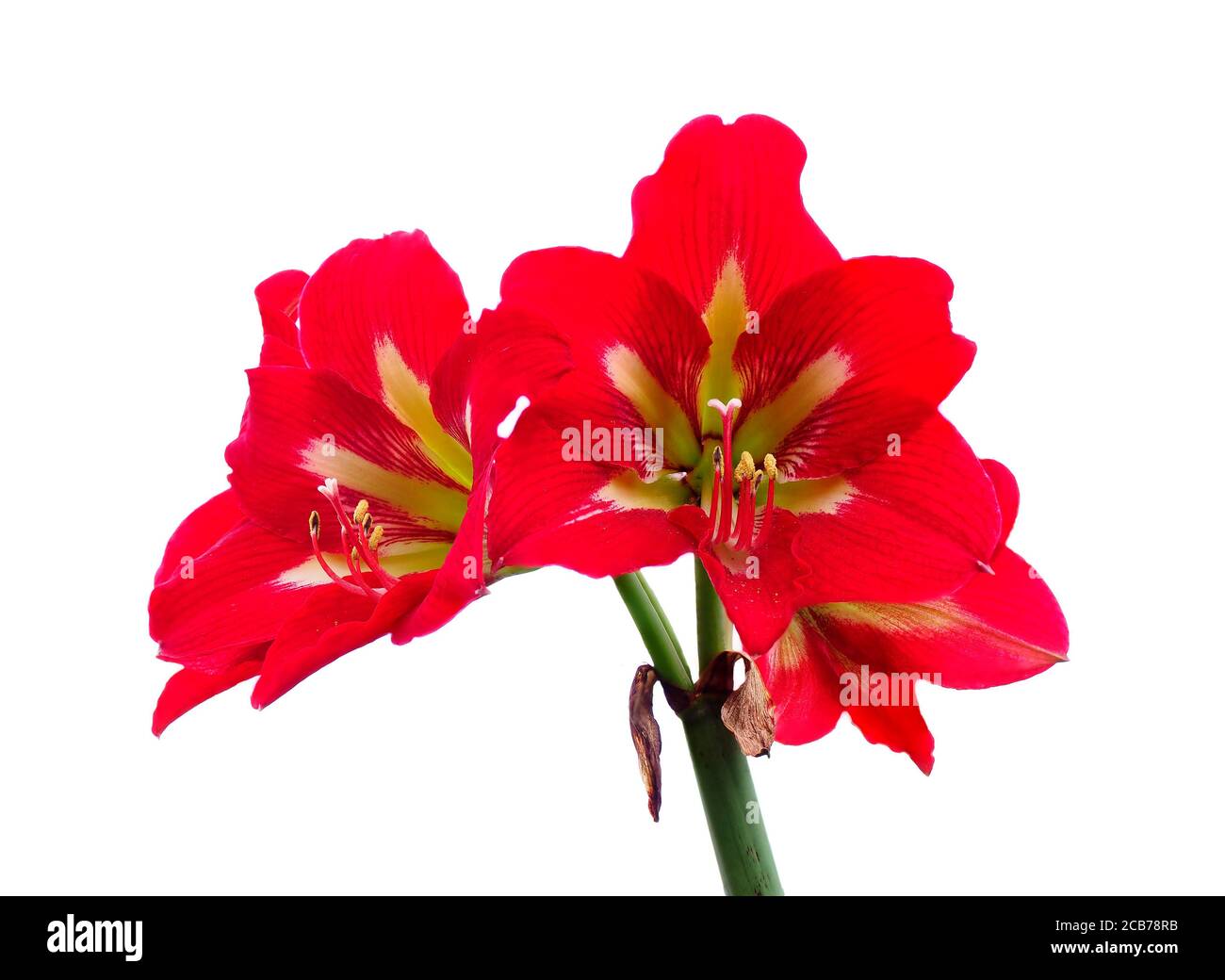Messa a fuoco impilato Closeup immagine di Amaryllis rosso fiori isolato su Bianco Foto Stock