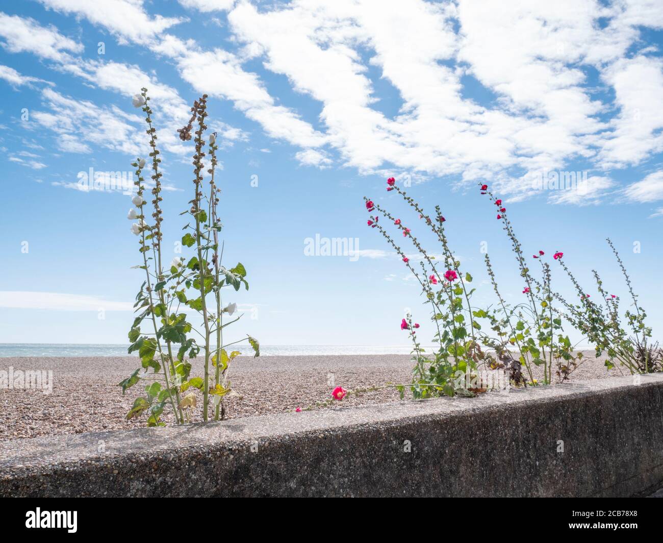 Hollyhocks o fiori di Alcea che crescono selvaggi al bordo di La spiaggia di Aldeburgh Suffolk UK Foto Stock