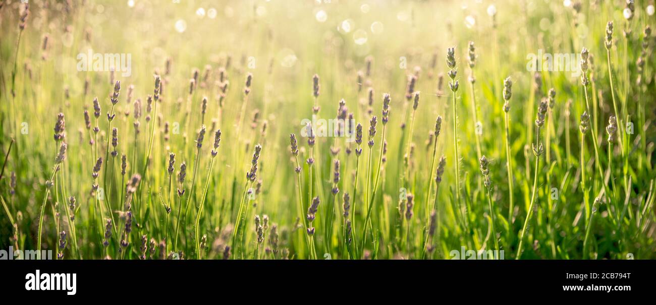 Viola lavanda fiore in campo. Banner panoramico estivo. Viola lavanda con bokeh e luce solare sfondo panoramico. Foto Stock