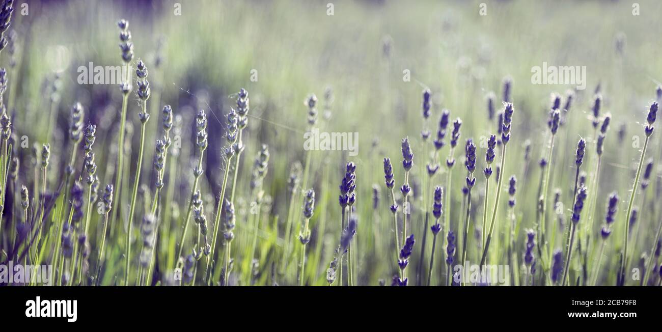Viola lavanda fiore in campo. Banner panoramico estivo. Viola lavanda con bokeh e luce solare sfondo panoramico. Foto Stock